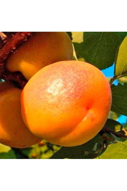 Prunus armeniaca Shedevr